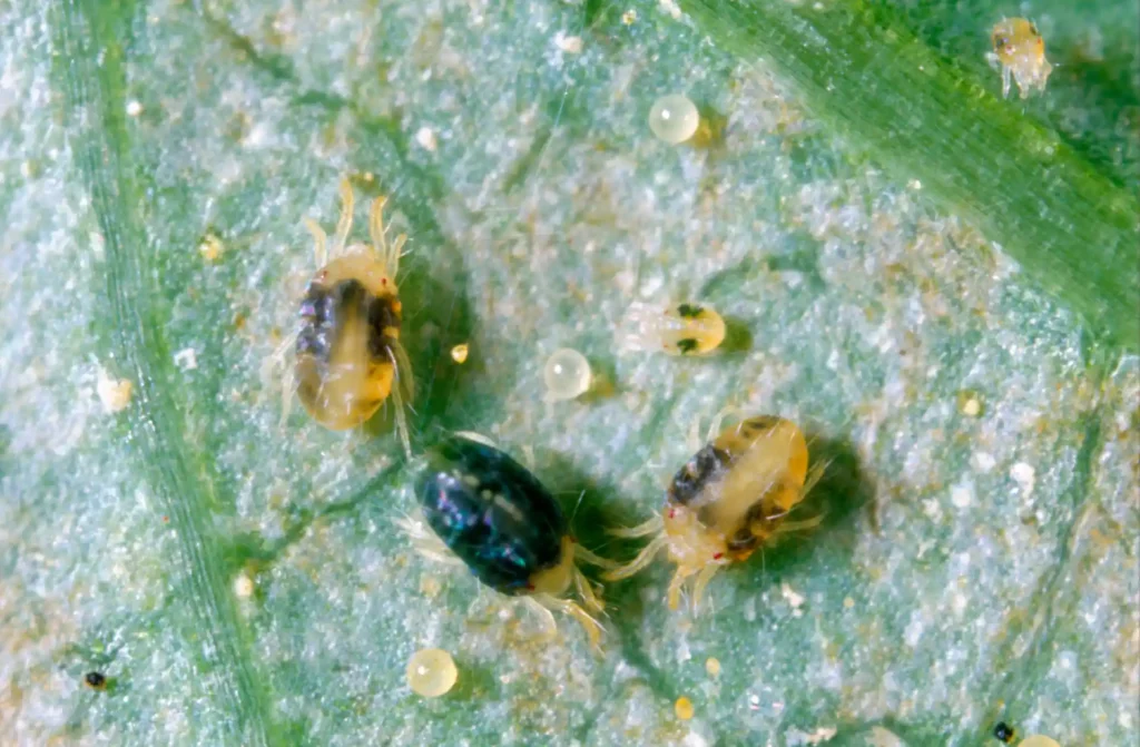 Colônia de ácaros-rajados (Tetranychus urticae) sobre a epiderme de uma folha. A imagem captura diferentes estágios de desenvolvimento da praga: ácaros adultos, com as duas manchas dorsais características, ninfas.