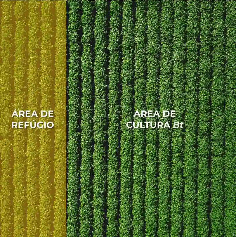 Ilustração do conceito de área de refúgio para culturas Bt. A imagem, vista de cima, é dividida em duas: uma faixa menor à esquerda, representando a lavoura de soja não-Bt (Área de Refúgio), e uma faixa maior à direita, representando a lavoura de soja Bt (Área de Cultura Bt).