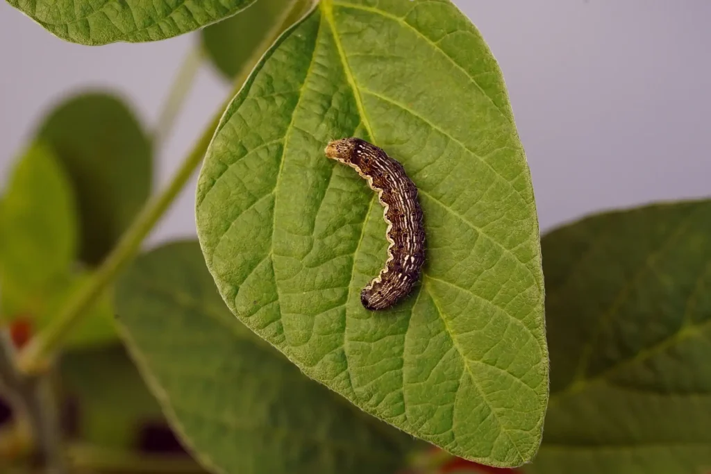 Fotografia macro da lagarta Helicoverpa armigera, uma importante praga da soja. A lagarta, com coloração escura e padrões de listras longitudinais, repousa sobre a superfície de uma folha de soja.