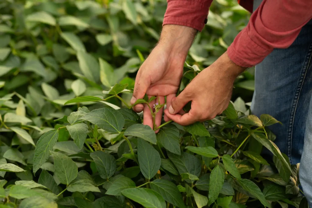 Close-up das mãos de um agricultor inspecionando uma lavoura de soja.
