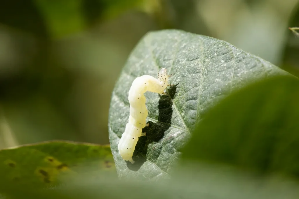 Uma lagarta-falsa-medideira (Chrysodeixis includens), de cor verde-clara com pontos pretos, em seu movimento característico de arquear o corpo ao se locomover sobre uma folha de soja.