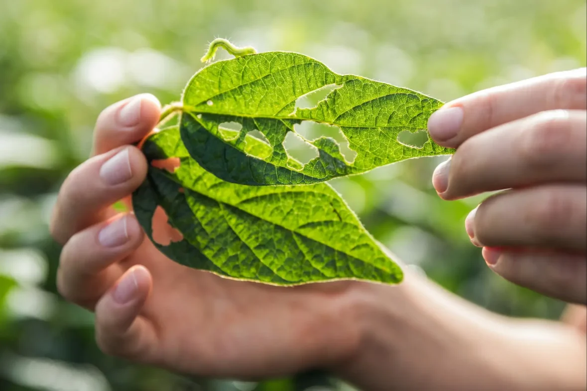 Close-up de uma pessoa inspecionando uma folha de soja danificada por uma lagarta. A folha, segura contra a luz, tem buracos irregulares, indicando que foi atacada por pragas.