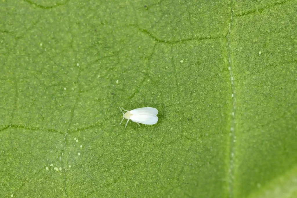 Foto macro da mosca-branca (Bemisia tabaci). O pequeno inseto, de corpo e asas brancas, está sobre a superfície de uma folha.