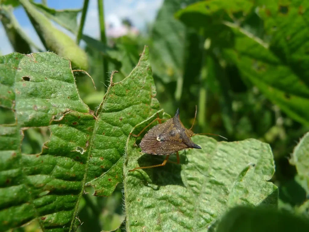 Close-up do percevejo-marrom (Euschistus heros), com seus espinhos laterais característicos, sobre uma folha de soja danificada.