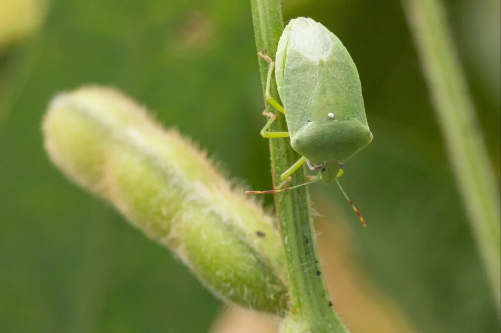 Close-up do percevejo-verde (Nezara viridula) no caule de uma planta de soja, próximo a uma vagem em desenvolvimento.
