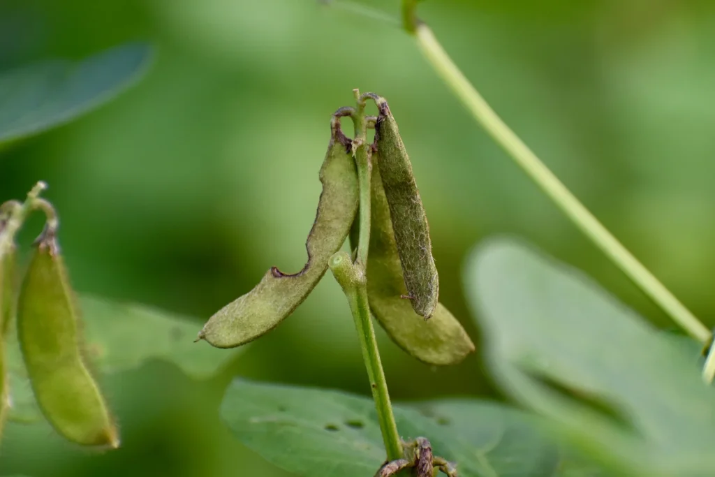 Fotografia macro de vagens de soja em fase de enchimento de grãos. Em destaque, um cacho de vagens exibe partes parcialmente comidas por pragas da soja.