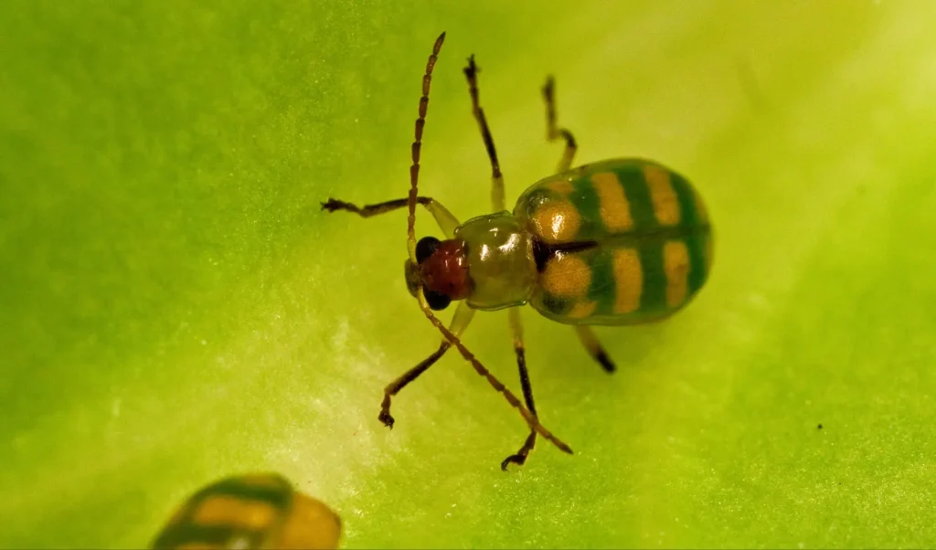 Foto macro da vaquinha-verde-amarela (Diabrotica speciosa) sobre uma folha.