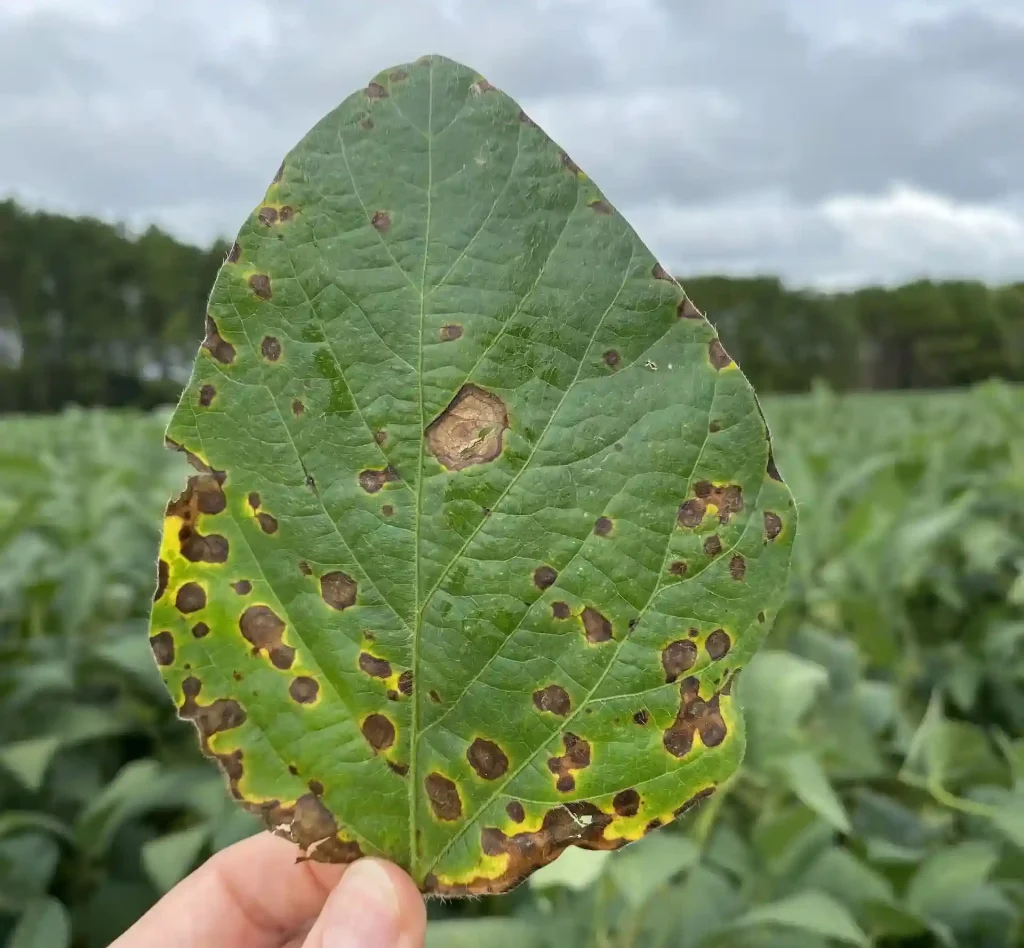 Close-up de uma mão segurando uma folha de soja verde com grandes manchas marrons de bordas amarelas, características da mancha-alvo.