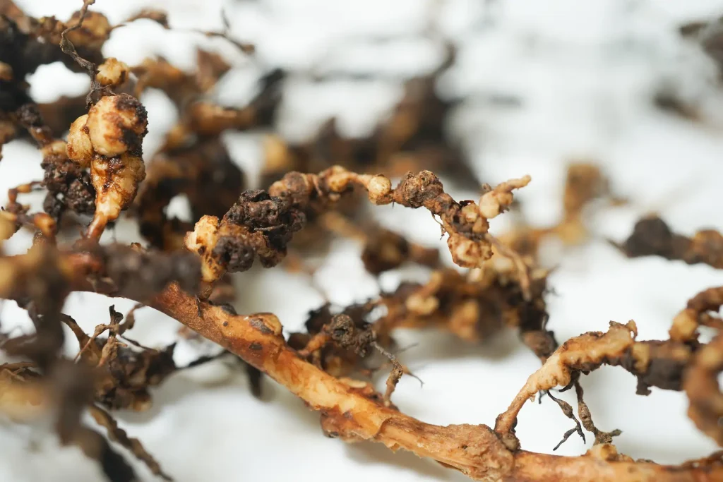 Close-up de raízes de soja severamente atacadas por nematoide-das-galhas, apresentando inchaços (galhas) marrons e necrosadas.