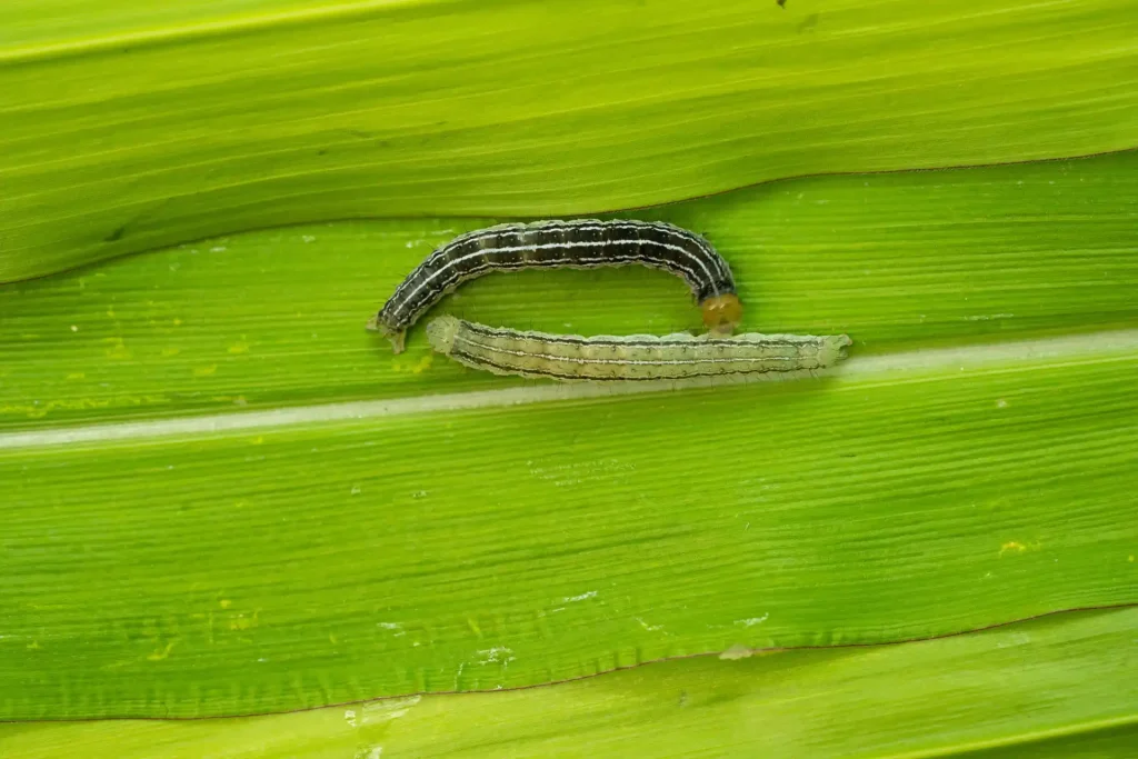 lagartas Anticarsia gemmatalis