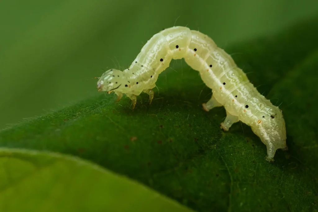 lagarta falsa-medideira na soja 