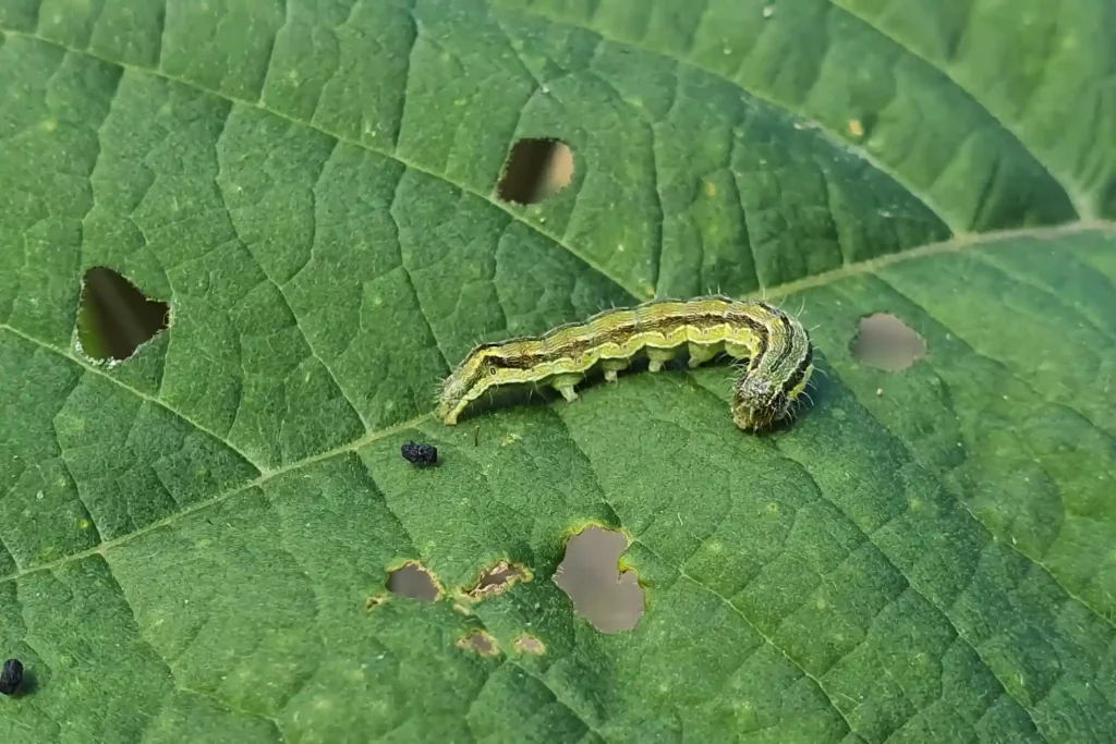 Close-up de uma lagarta da espécie Helicoverpa armigera alimentando-se de uma folha. 