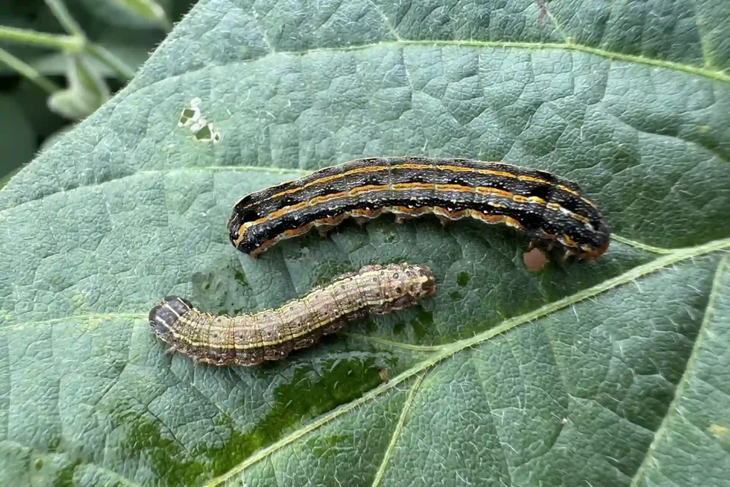 Duas espécies diferentes de lagartas (Spodoptera frugiperda e Spodoptera eridanea) atacando uma folha de soja. 