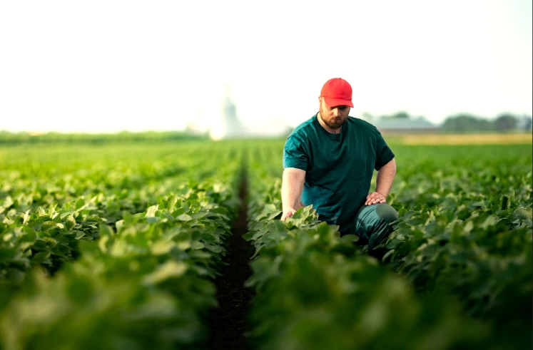 Monitoramento da soja para aplicação de fungicidas