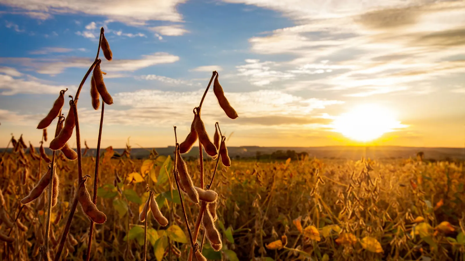 Soja em fase de maturação, com vagens douradas em destaque contra os raios do sol.
