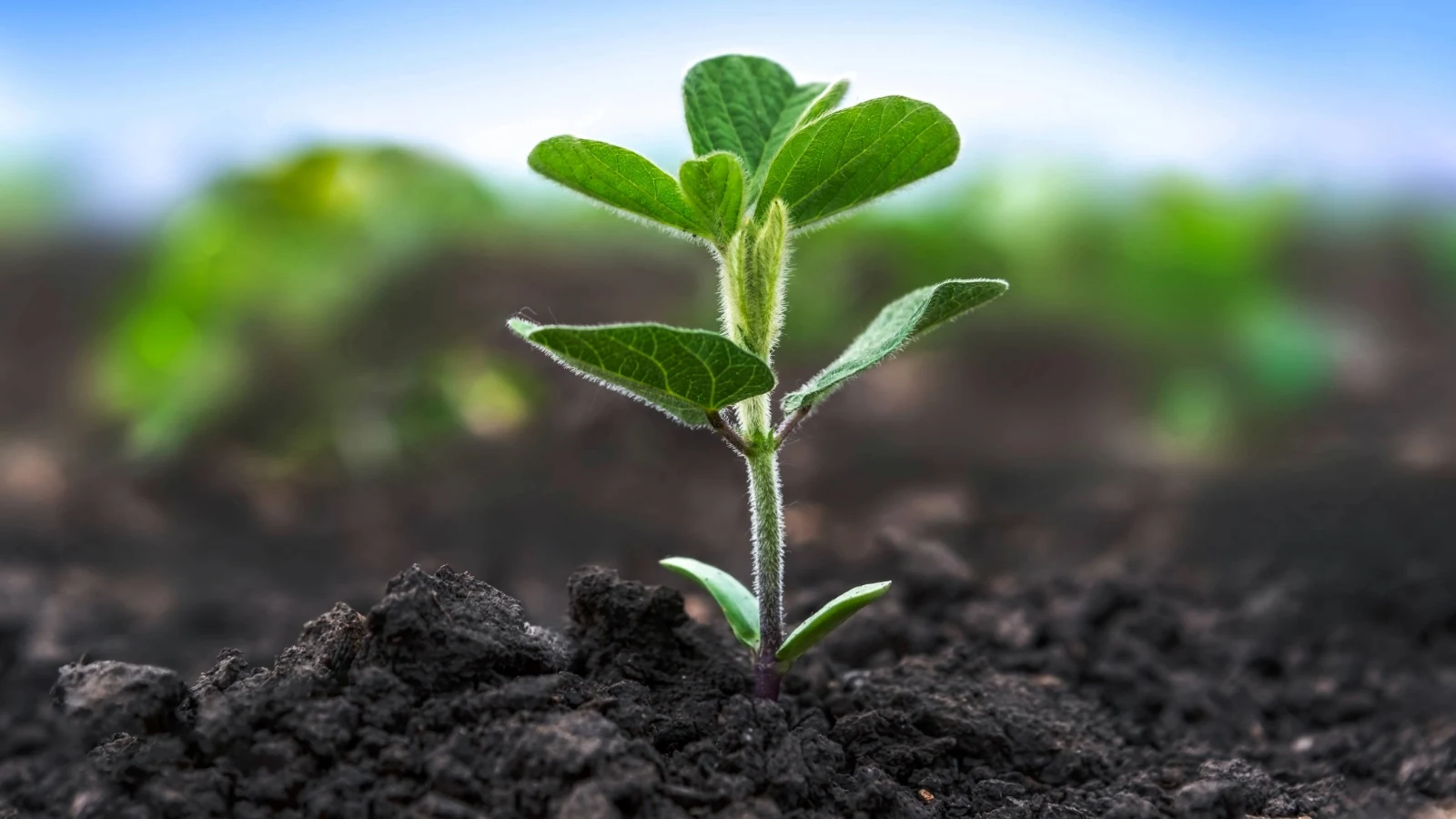 Planta de soja nascendo do solo