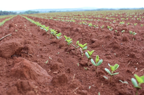 Estande de soja se formando após a germinação.