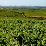 Vista panorâmica de uma extensa plantação de soja com folhagem verde densa e desenvolvida em primeiro plano, estendendo-se por colinas onduladas e áreas rurais sob céu azul parcialmente nublado.