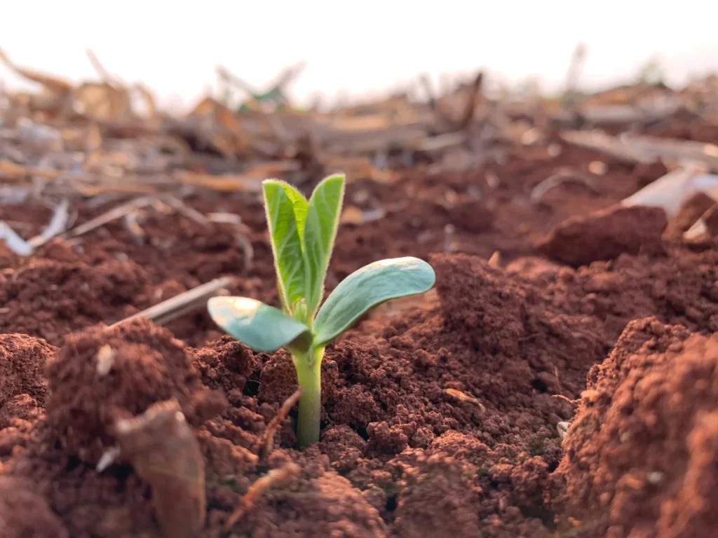 Vista em plano próximo de uma plântula de soja recém-emergida com cotilédones e primeiras folhas jovens visíveis em solo latossolo avermelhado com presença de palhada.